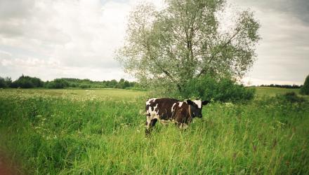 Lama�i, Kaunatys pog., Rieziknis raj.